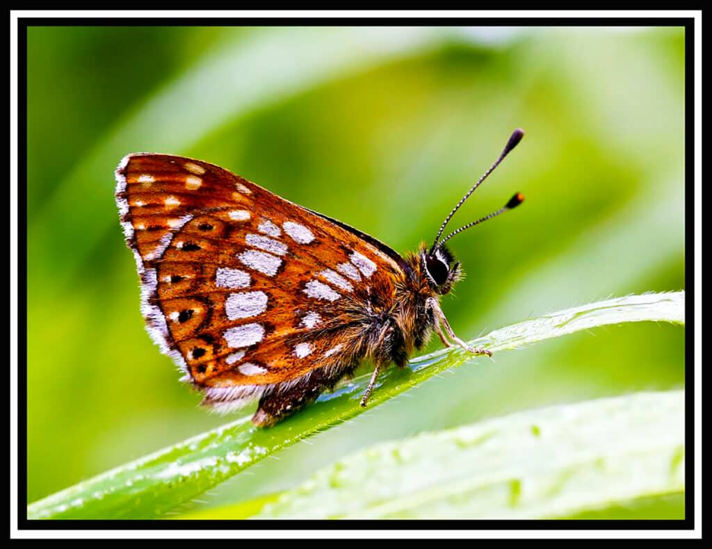 UK Farms Save This Rare Duke of Burgundy Butterfly From Extinction