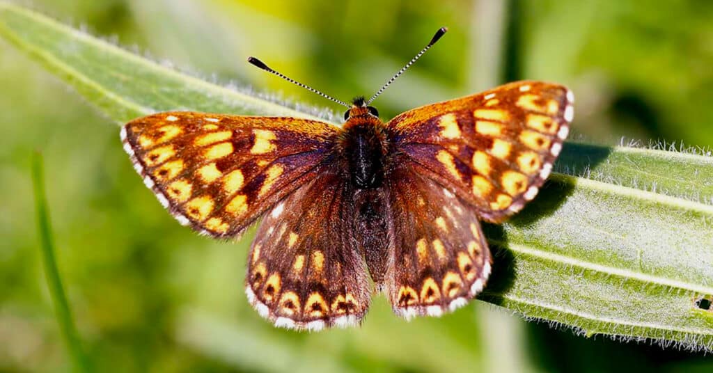 UK Farms Save This Rare Duke of Burgundy Butterfly From Extinction