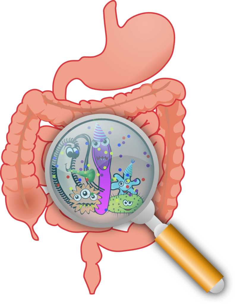 Healthy Gut Microbes Influence Loneliness & Wisdom
