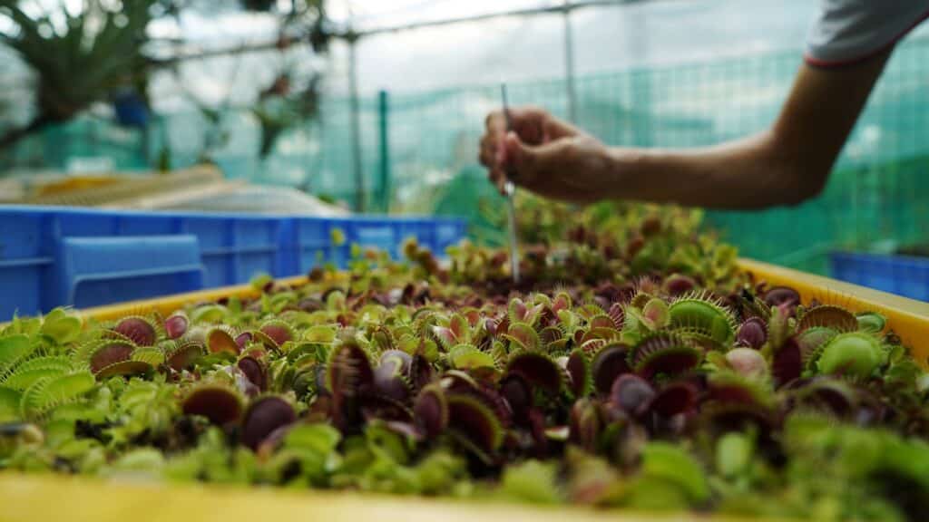 Engineers Use A Smartphone To Control Venus Flytraps