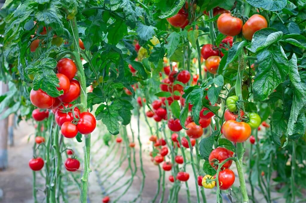 Tomatoes ripening