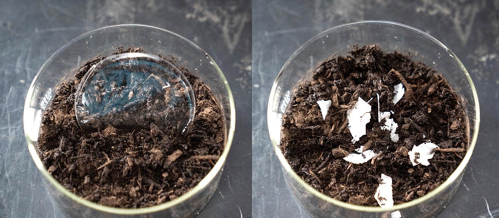 A modified (left) synthetic breaks down after just three times in standard compost (right) and entirely after two weeks.