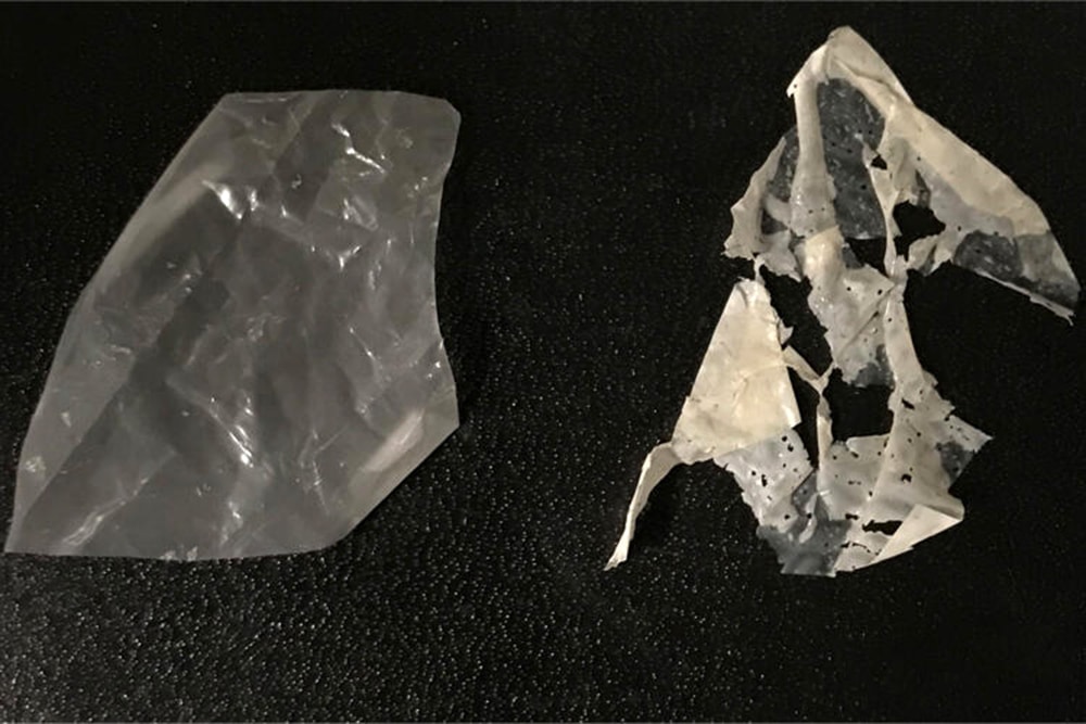 A film of PLA plastic (polylactic acid plastic) immediately after being put in compost (left) and after one week in the compost (right).