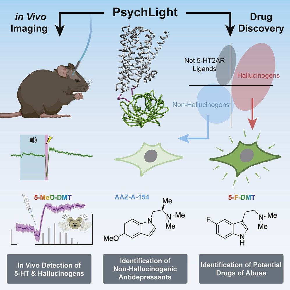 New Antidepressant, Non-Hallucinogenic Psychedelic Drug Discovered