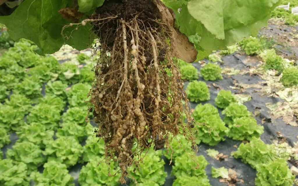 Eco-Friendly Pesticide Made With Beer Brewing Waste And Cow Manure