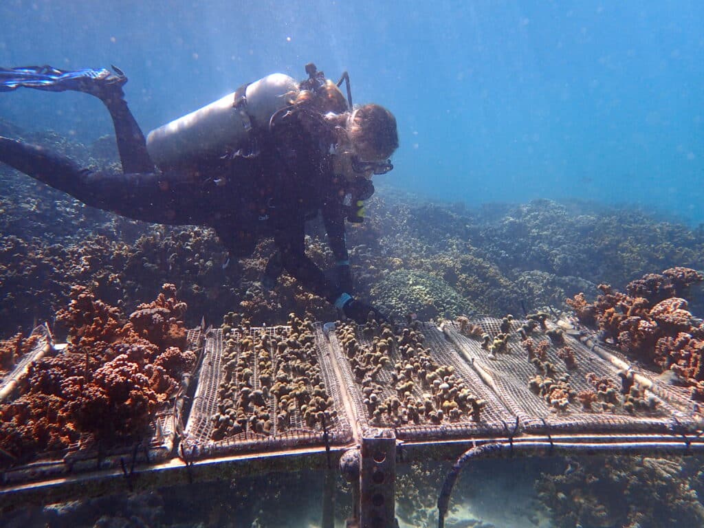 Transplanted Bleaching-Resistant Coral Retain Their Resistance To Heat