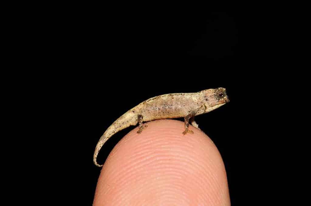 Nano-Chameleon Adds To Madagascar's List of Worlds Smallest Species