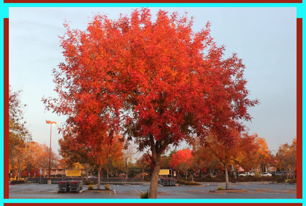 The Most Impressive Urban Forests Around The World