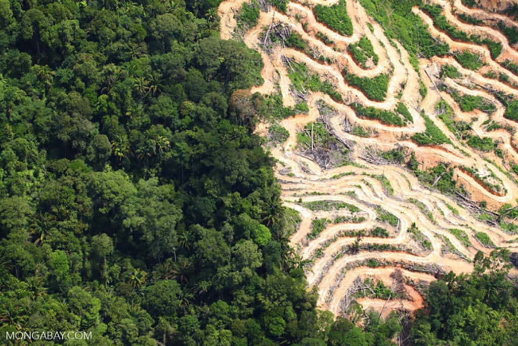 Deforestation in the island of Borneo