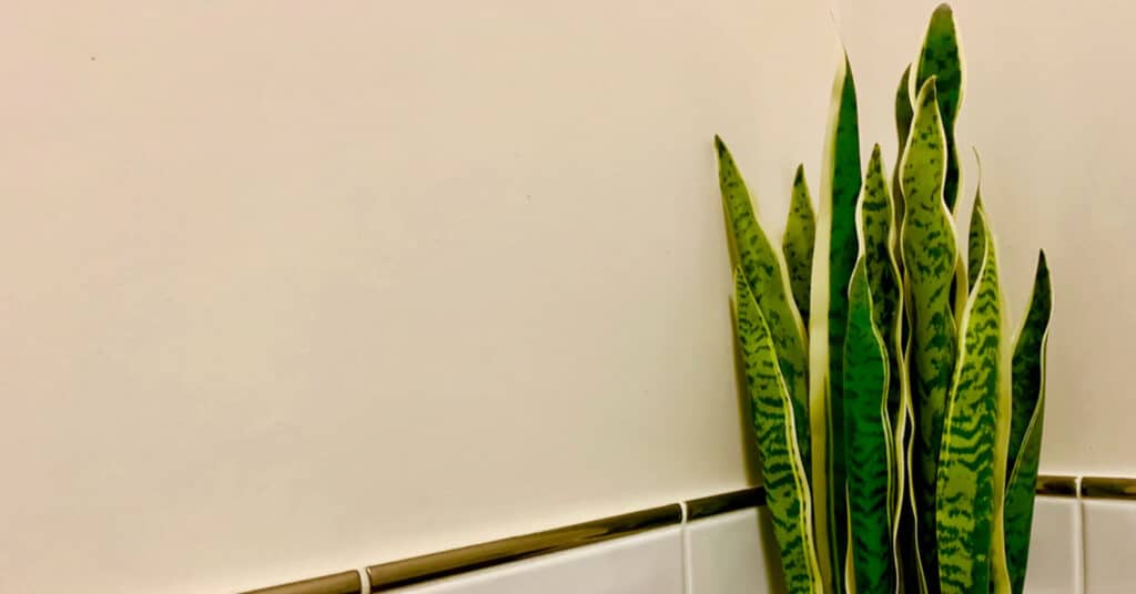 The snake plant