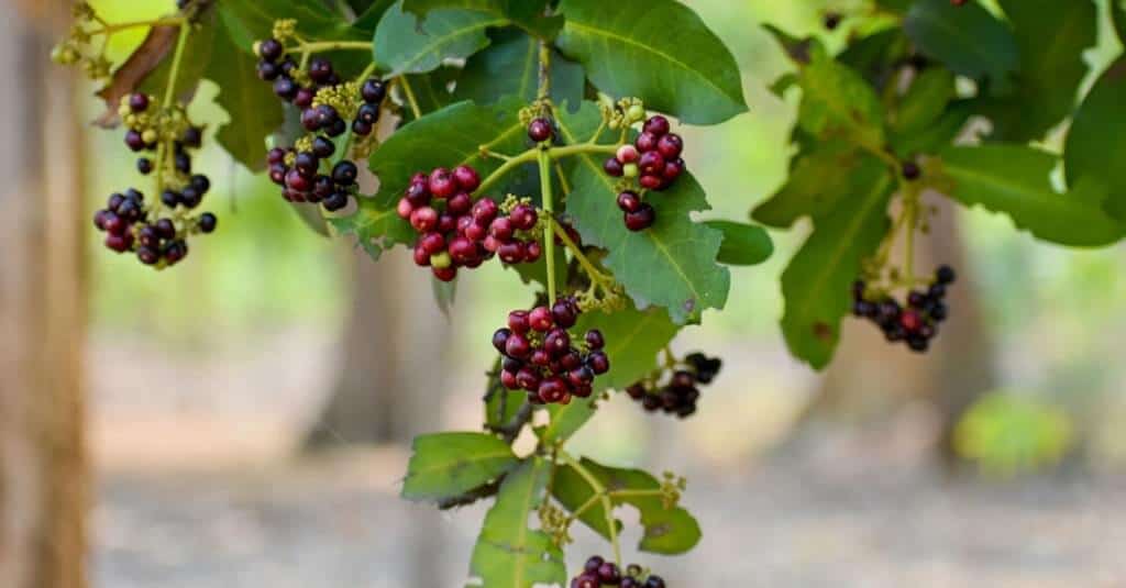 Allspice is a traditional Chinese medicine