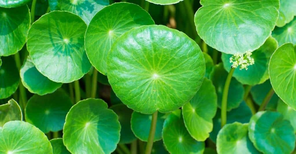 Gotu Kola is a longevity herb