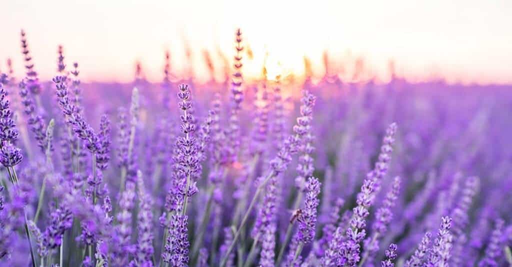 Lavender can help you relax.