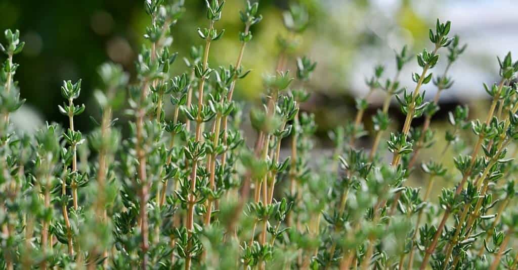 Thyme is a traditional Chinese medicine
