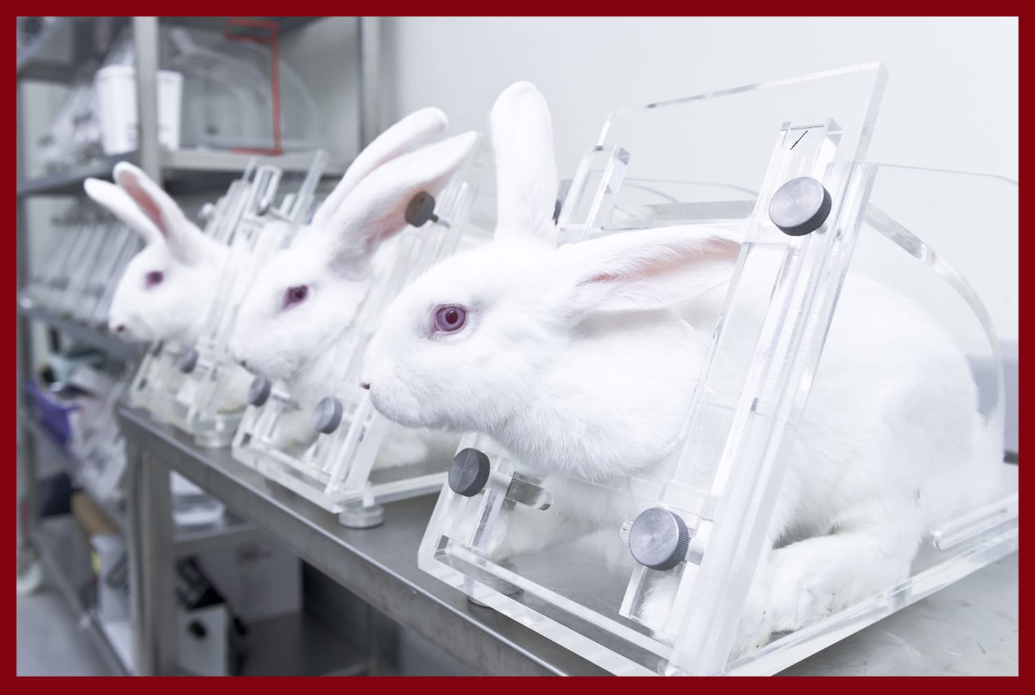 The European Parliament Votes In Favor To Phase Out Animal Testing