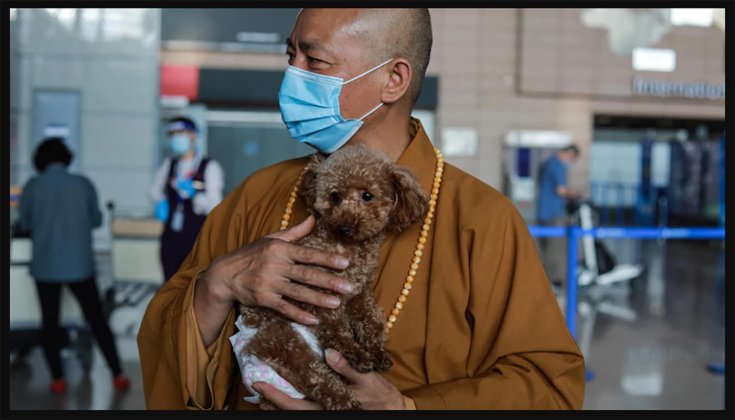 Monks Rescued Dog This Buddhist Monk Has Rescued Over 8,000 Animals In Shanghai