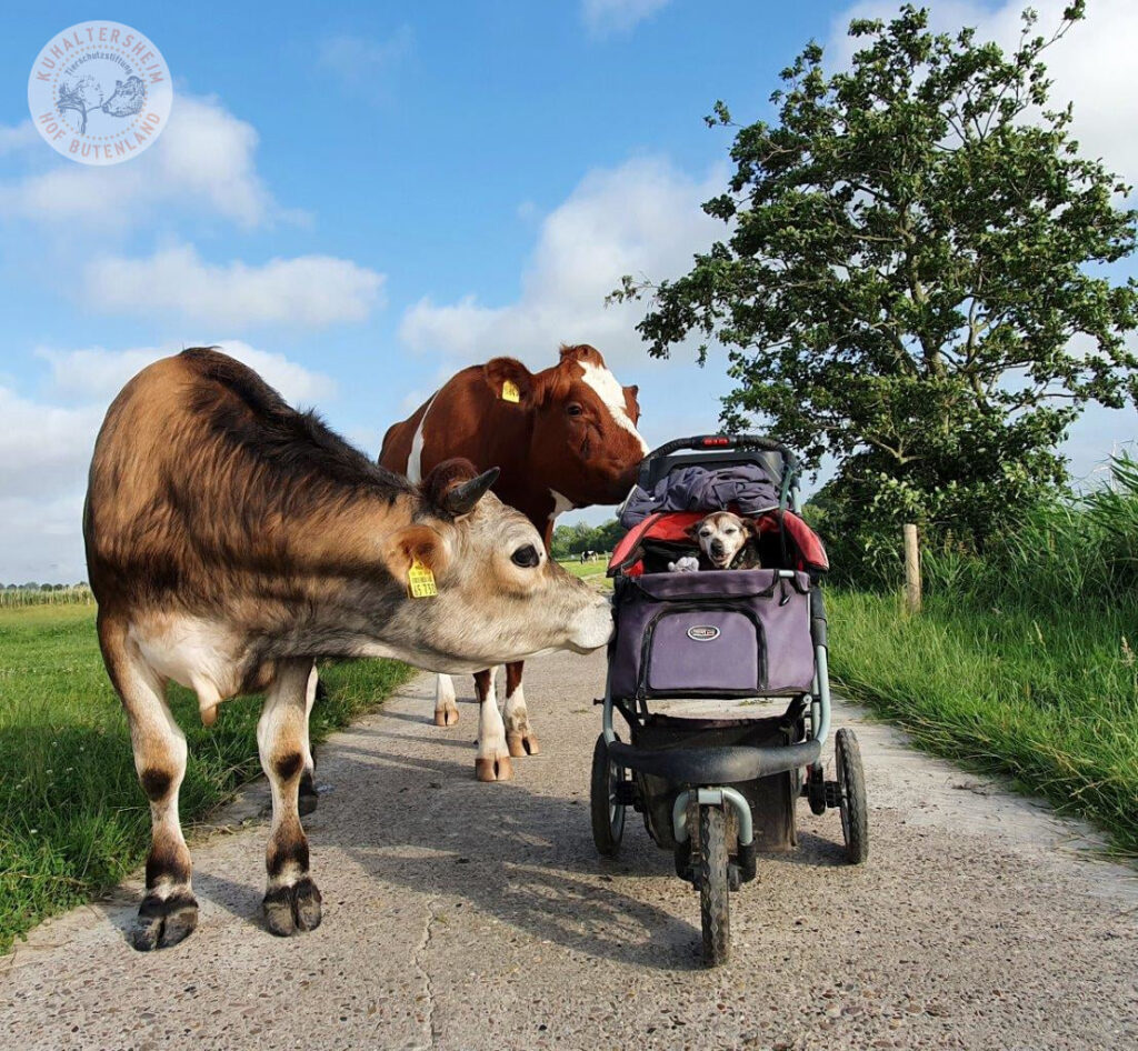 Cows Are Coequals On This Forever Animal Farm