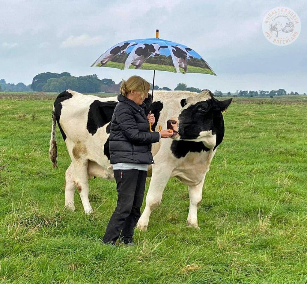 Cows Are Coequals On This Forever Animal Farm