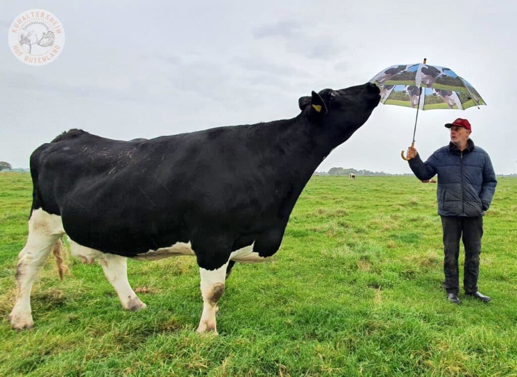 Cows Are Coequals On This Forever Animal Farm