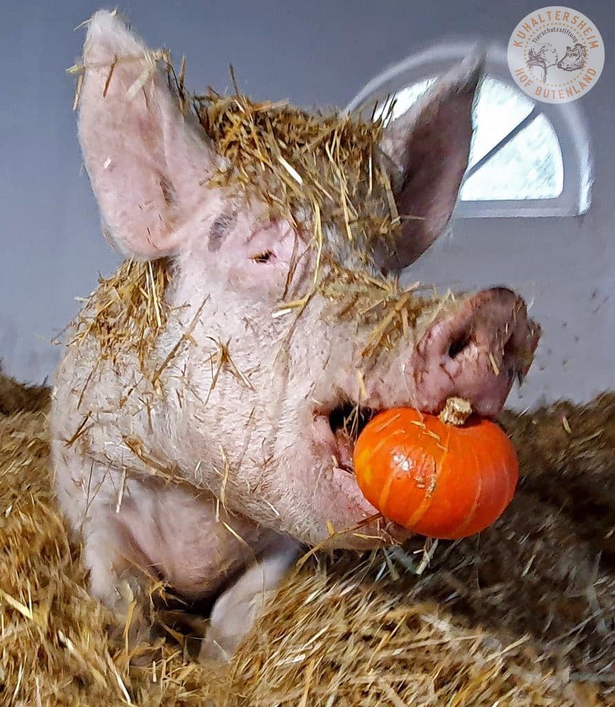 Cows Are Coequals On This Forever Animal Farm