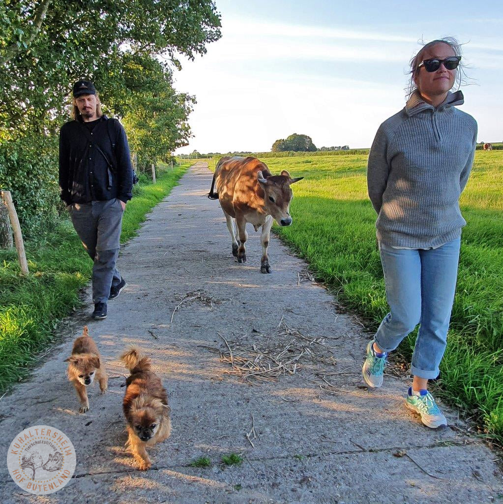 Cows Are Coequals On This Forever Animal Farm