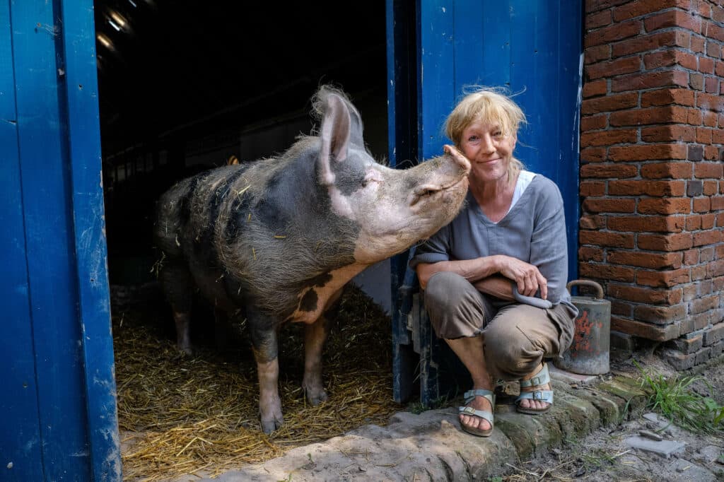 Cows Are Coequals On This Forever Animal Farm