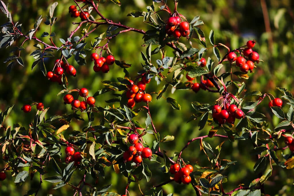 Berries