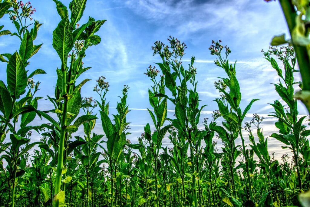 Scientists Are Finding New Natural Antibiotics in Peculiar Places