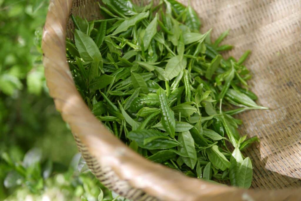 EGCG in Green Tea
