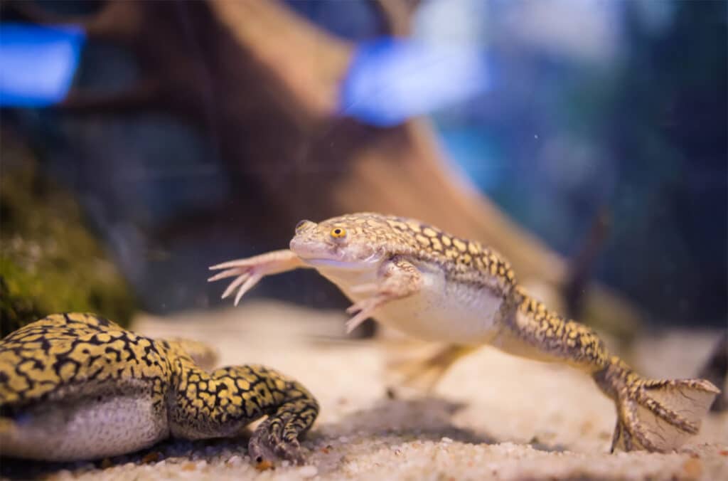 Functioning Re-Grown Frog Legs Offer Hope for Humans Who Lost Limbs