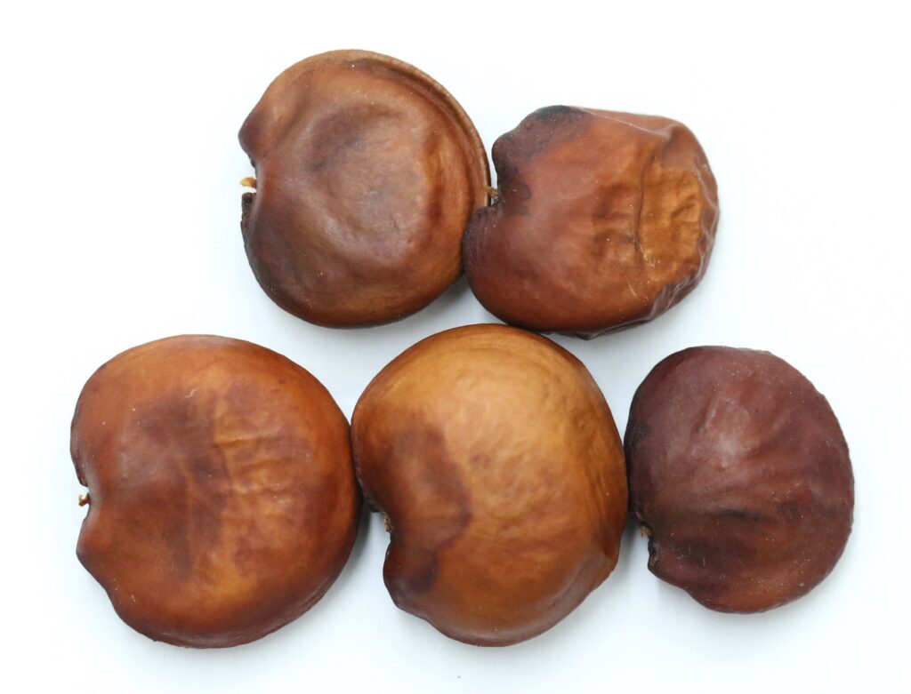 Indonesia Turns to Pongamia for Land Restoration, Biofuel, and Food