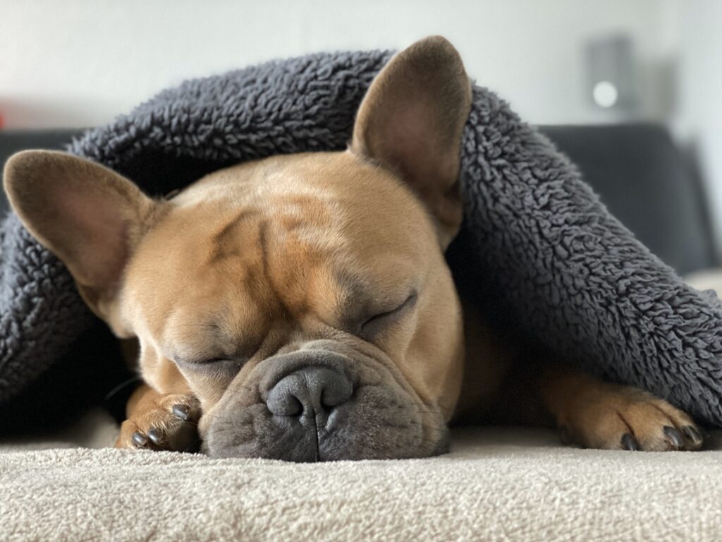 Sleeping dog