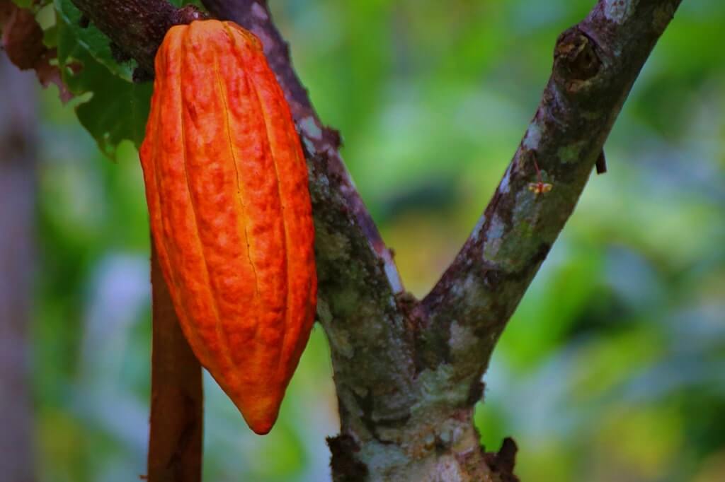 A cocoa pod (fruit)