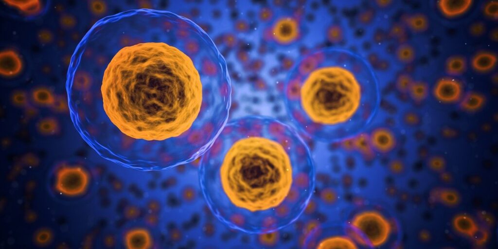 Cells involved in protein production