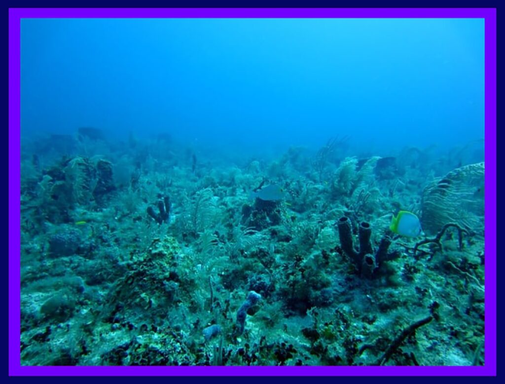 Can Deep-Sea Plankton Save The Planet?
