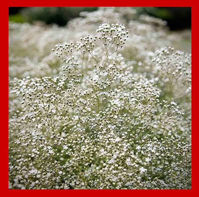 Baby's breath