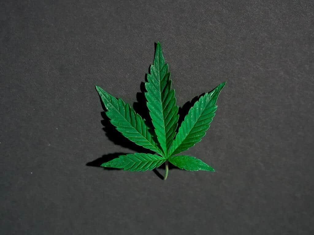 cannabis leaf