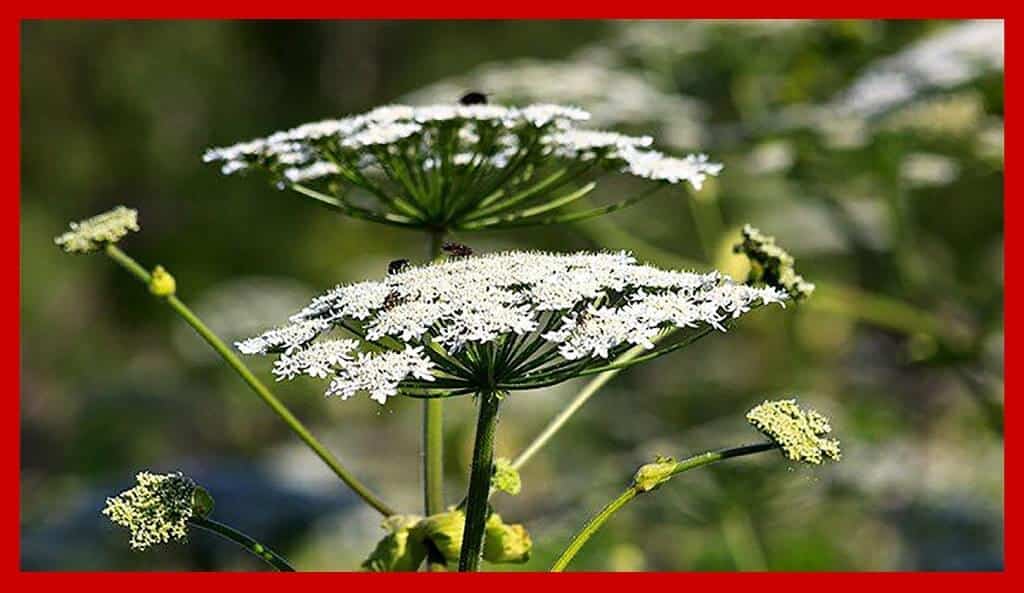 Giant Hogweed