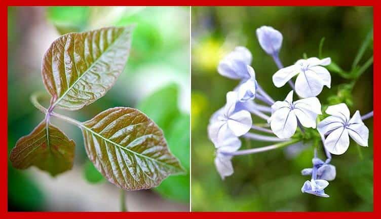 poison ivy and leadwort