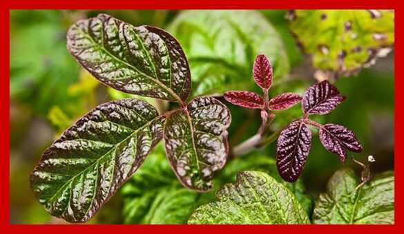 Roble Oak Rash How to Identify, Avoid and Treat Plant Rashes