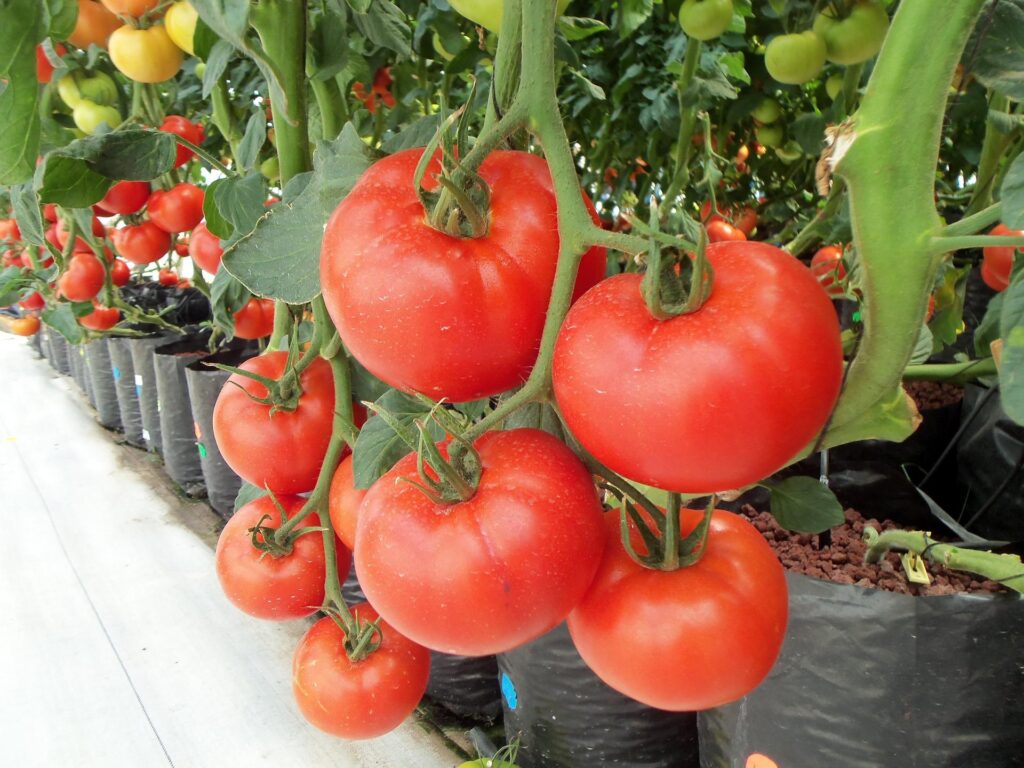 Six Fantastic Ways to Grow Food Without a Yard