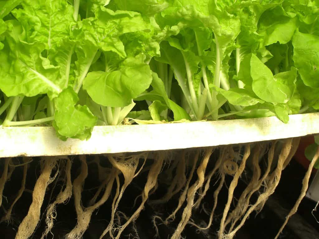 Grow food hydroponically