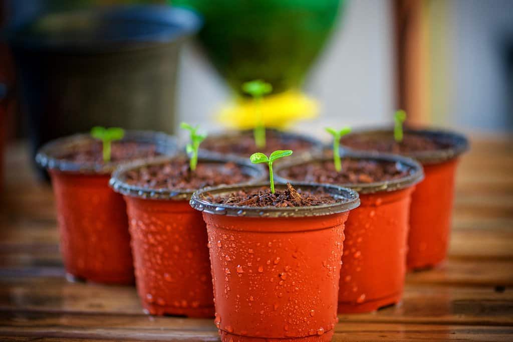 Six Fantastic Ways to Grow Food Without a Yard
