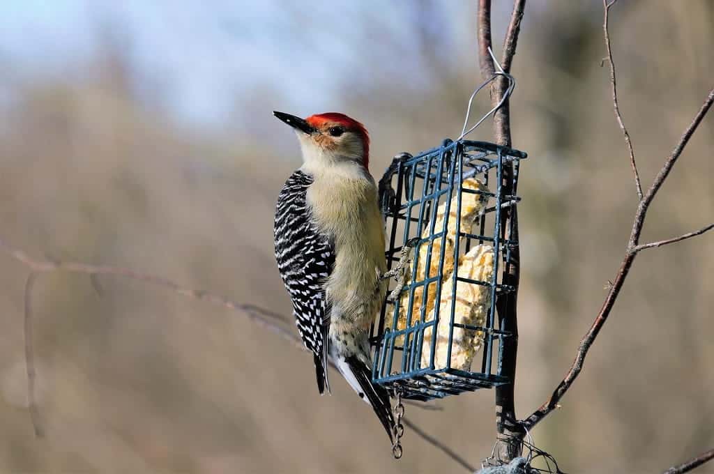 Bird feed