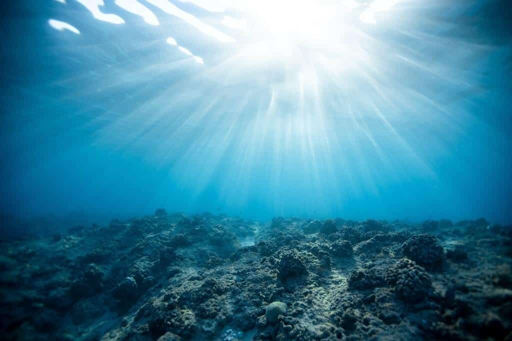 Coral with sunlight