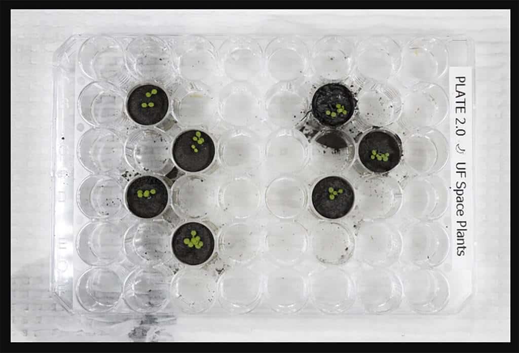Six days after Arabidopsis seeds were planted, with wells containing lunar soil on the right and control experiments on the left.