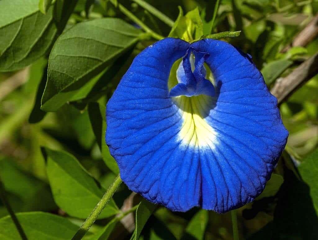 Butterfly Pea Tea flower