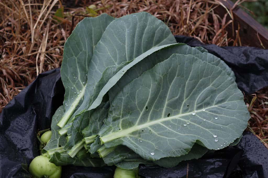 Boost Your Health with These Super Healthy Leafy Greens