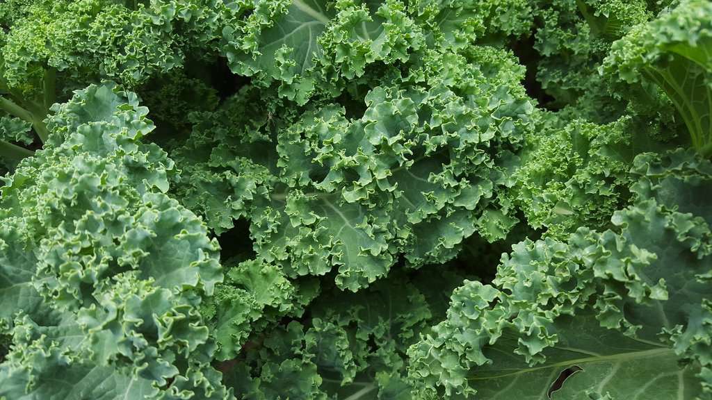 Boost Your Health with These Super Healthy Leafy Greens