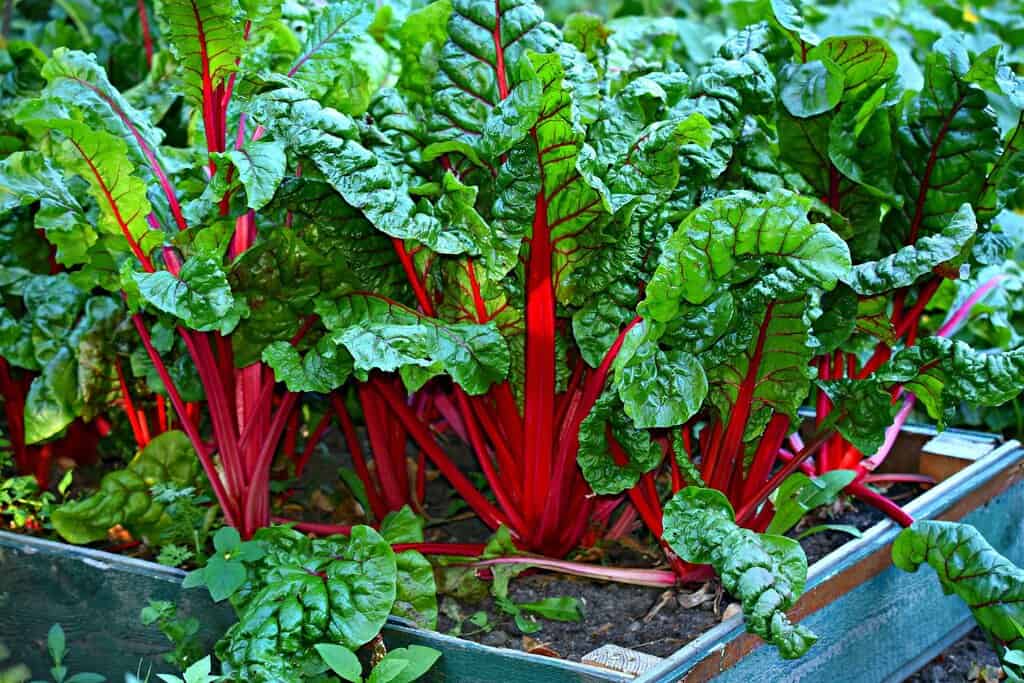 Boost Your Health with These Super Healthy Leafy Greens